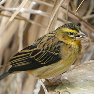 Bird ID? - Zoo Warszawa