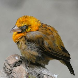 Bird ID? - Zoo Warszawa