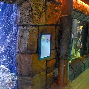 Sydney Harbour Tanks