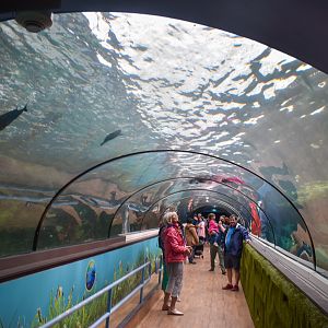 Dugong Tunnel