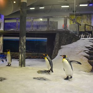 Penguins - First Viewing Window