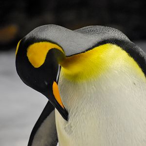 King Penguin