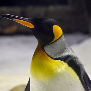 King Penguin
