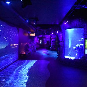 Day and Night on the Reef display