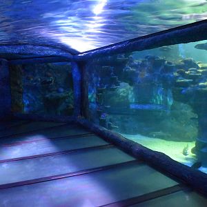 Day and Night on the Reef tank