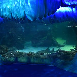 Day and Night on the Reef - 'Turtle Beach'