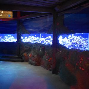 Day and Night on the Reef - Coral Cove