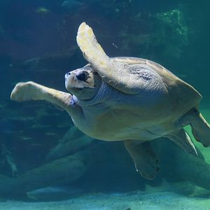 Loggerhead Turtle