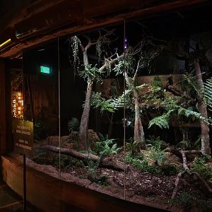 North Island Brown Kiwi exhibit