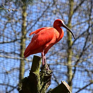 Scarlet ibis