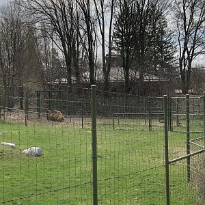 Bactrian Camel Field Yard #2 (new)