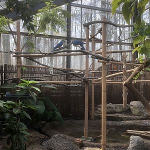 Macaw Indoor Exhibit