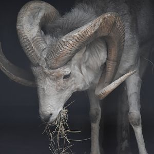 Marco Polo sheep (Ovis ammon polii)