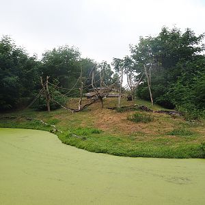 Western lowland gorilla and Black crested mangabey island, 2022-08-20