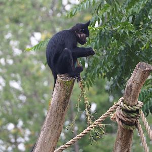 Black crested mangabey (Lophocebus aterrimus), 2022-08-20