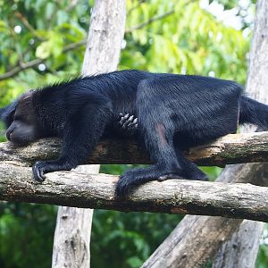 Black crested mangabey (Lophocebus aterrimus), 2022-08-20