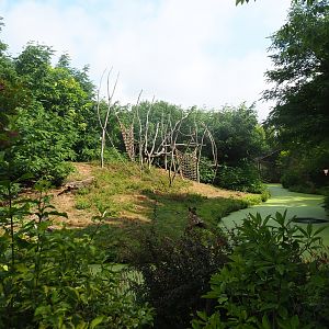 Western lowland gorilla and Black crested mangabey island, 2022-08-20