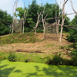 Western lowland gorilla and Black crested mangabey island, 2022-08-20