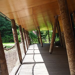 Gorilla building gallery with viewing of Western lowland gorilla and Black crested mangabey indoor exhibits and Red river hog paddock, 2022-08-20