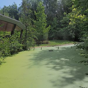 Gorilla house gallery and Red river hog exhibit,  2022-08-20