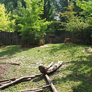 Red river hog paddock,  2022-08-20