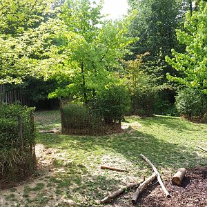 Red river hog paddock,  2022-08-20