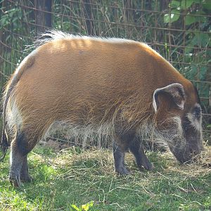 Red river hog (Potamochoerus porcus),  2022-08-20