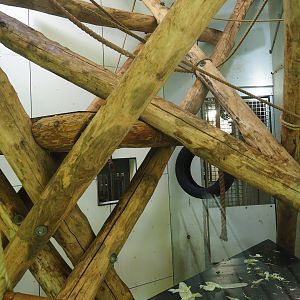 Black crested mangabey indoor exhibit, 2022-08-20