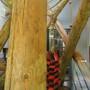 Black crested mangabey indoor exhibit, 2022-08-20