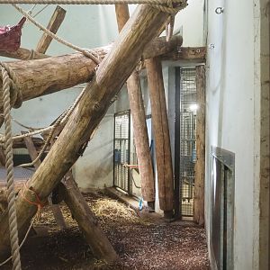 Western lowland gorilla and Black crested mangabey indoor exhibit, 2022-08-20