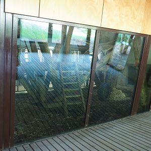 Western lowland gorilla and Black crested mangabey indoor exhibit, 2022-08-20