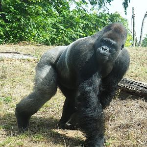 Silverback Western lowland gorilla (Gorilla gorilla gorilla) Lomako, 2022-08-20