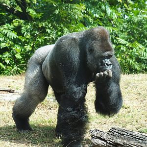 Silverback Western lowland gorilla (Gorilla gorilla gorilla) Lomako, 2022-08-20