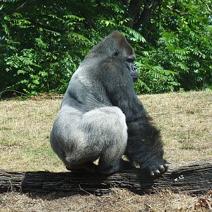 Silverback Western lowland gorilla (Gorilla gorilla gorilla) Lomako, 2022-08-20