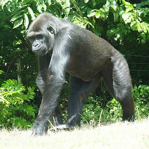 Female Western lowland gorilla (Gorilla gorilla gorilla), 2022-08-20