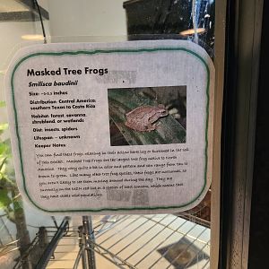 Smilsca baudini sign