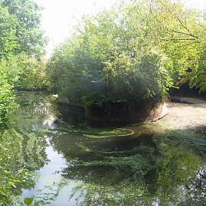 First pygmy hippopotamus exhibit, 2022-08-20