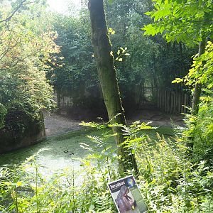 First pygmy hippopotamus exhibit, 2022-08-20