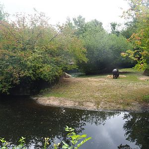 Second pygmy hippopotamus exhibit, 2022-08-20