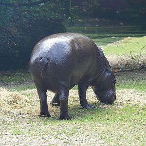 Western pygmy hippopotamus (Choeropsis liberiensis liberiensis), 2022-08-20