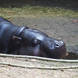 Western pygmy hippopotamus (Choeropsis liberiensis liberiensis), 2022-08-20