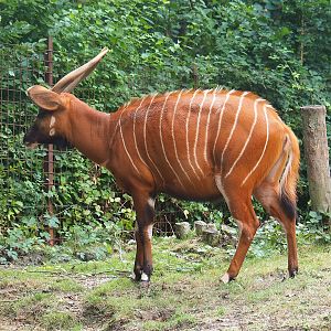 Mountain bongo (Tragelaphus eurycerus isaaci), 2022-08-20