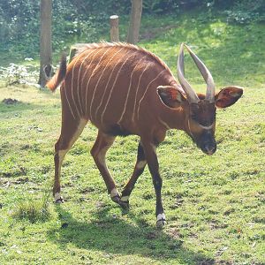 Mountain bongo (Tragelaphus eurycerus isaaci), 2022-08-20