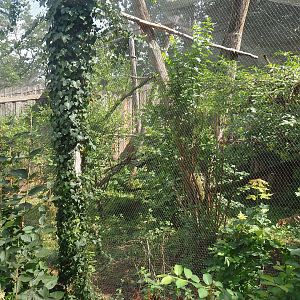 Red-legged seriema aviary, 2022-08-20