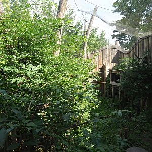 Red-legged seriema aviary, 2022-08-20