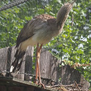 Red-legged seriema (Cariama cristata), 2022-08-20