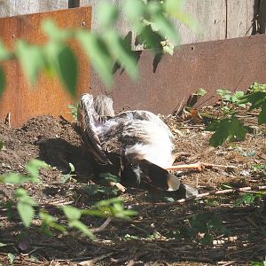 Sunbathing Red-legged seriema (Cariama cristata), 2022-08-20