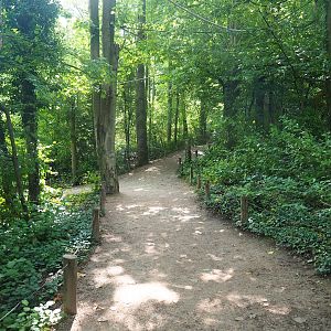 View in the South American monkey forest, 2022-08-20