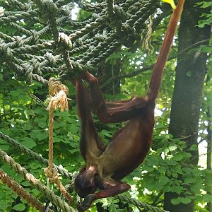 Venezuelan red howler (Alouatta seniculus seniculus), 2022-08-20