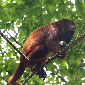 Venezuelan red howler (Alouatta seniculus seniculus), 2022-08-20